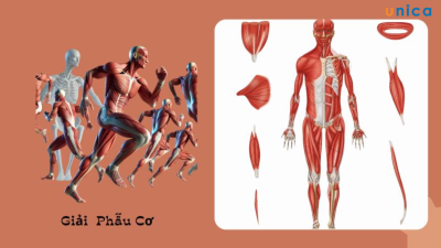 Học Giải Phẫu Hệ Cơ 3D Toàn Thân  - Tống Thị Thủy